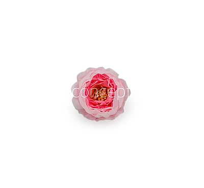 Baby Pink Peonies Baby Pink Peonies