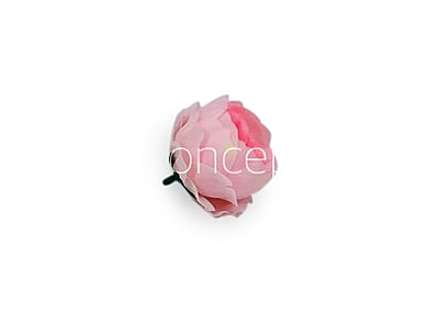 Baby Pink Peonies Baby Pink Peonies