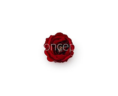 Red Peonies Red Peonies