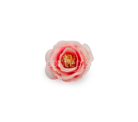 Peachy Pink Rose Flower Peachy Pink Rose Flower