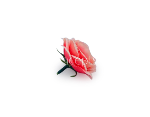 Peachy Pink Rose Flower Peachy Pink Rose Flower