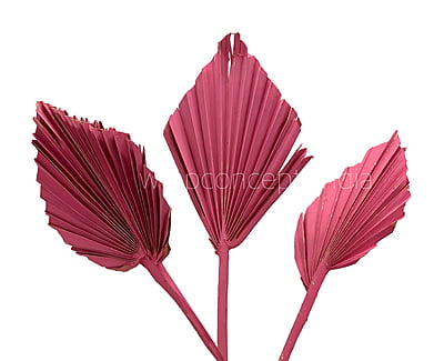 Pink Palm Spear - Big/Small Pink Palm Spear - Big/Small