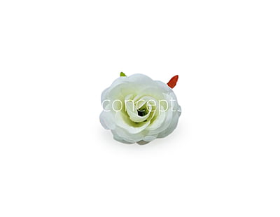 Rose - White Rose - White