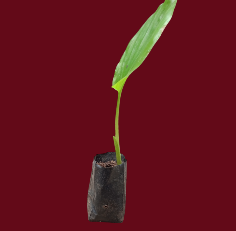 Black Ginger / Kaempferia parviflora /Thai ginseng / Krachai dum Plant For Growing Black Ginger / Kaempferia parviflora /Thai ginseng / Krachai dum Plant For Growing