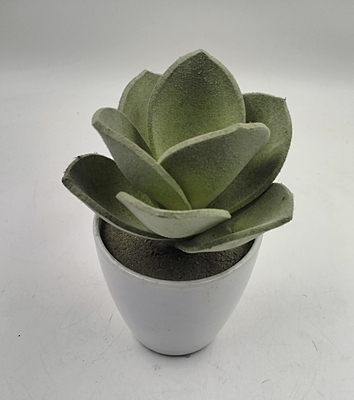 Plastic POT With Alovera