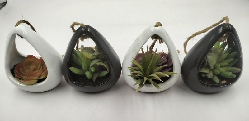 Alovera Pot Alovera Pot