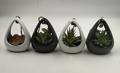 Alovera Pot Alovera Pot