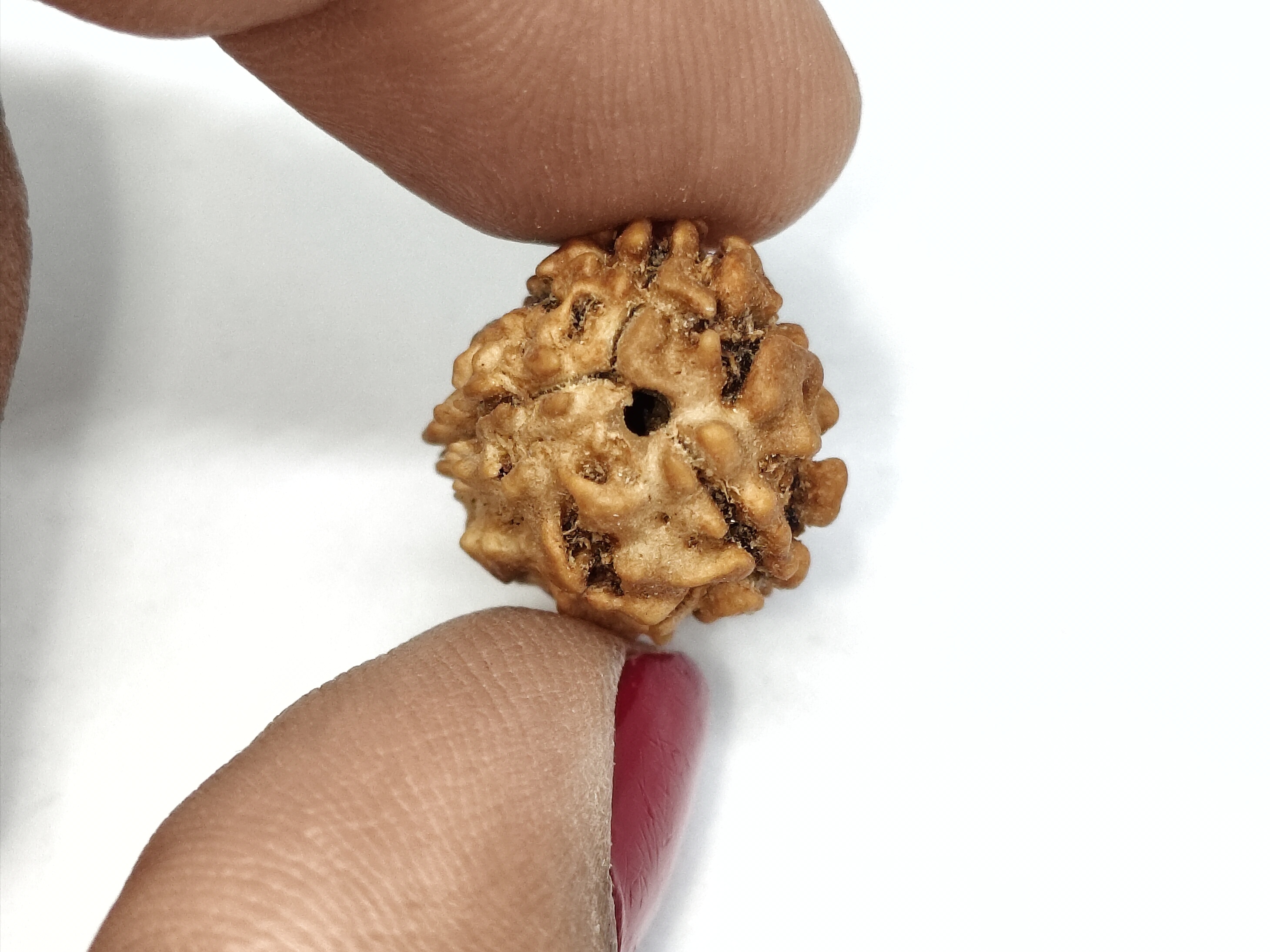 Rudraksha 3 Mukhi | Nepal Origin