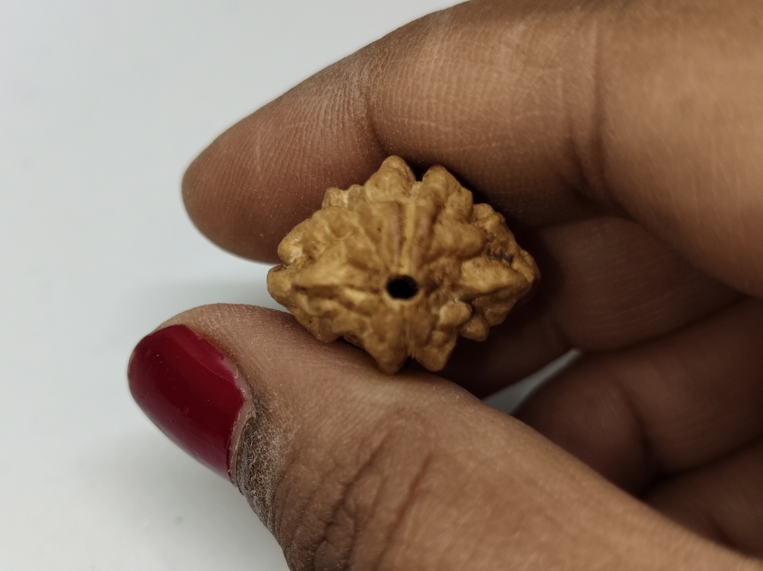 Rudraksha 2 Mukhi | Nepal Origin Rudraksha 2 Mukhi | Nepal Origin