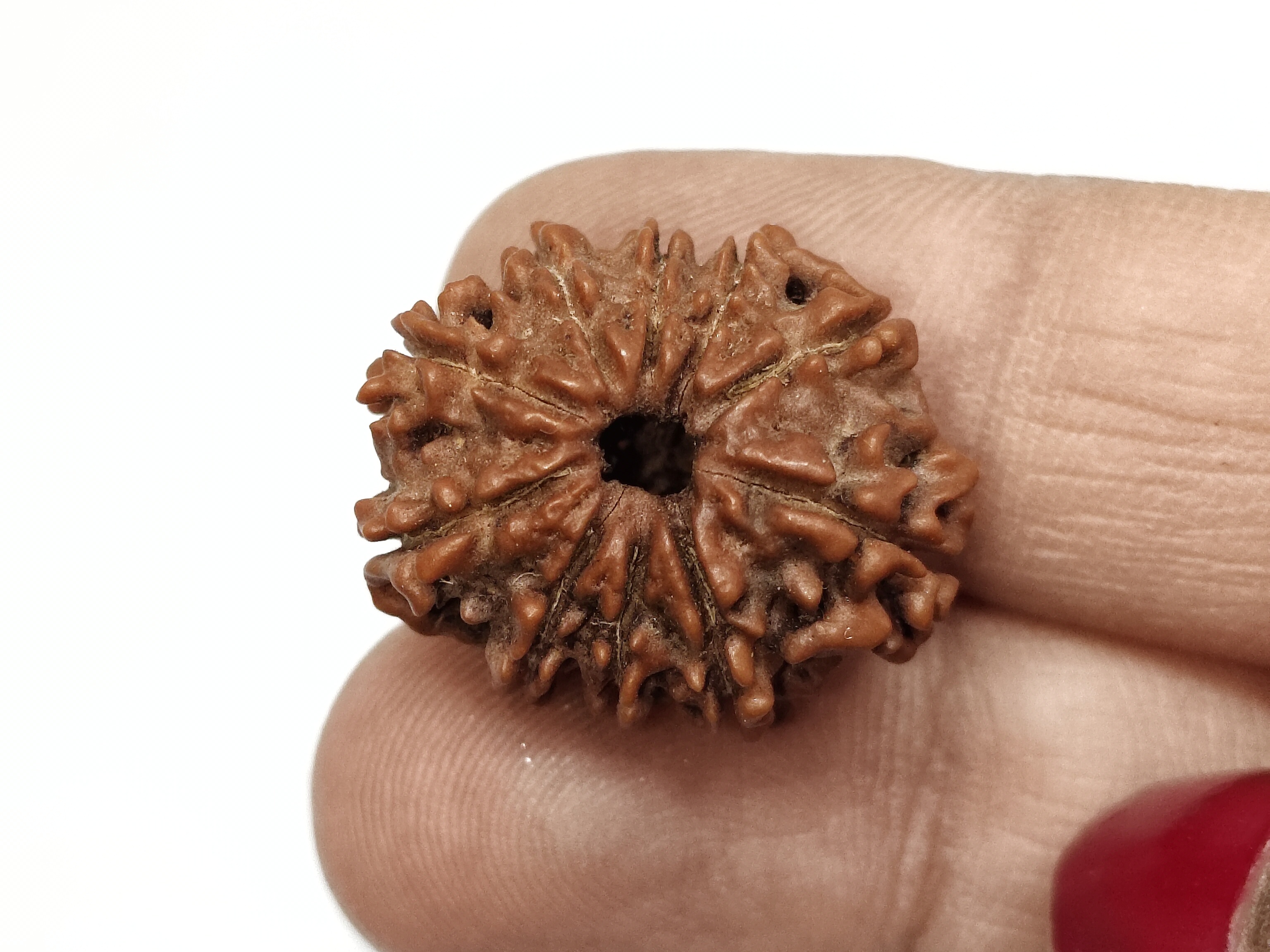 Rudraksha 10 Mukhi | Nepal Origin Rudraksha 10 Mukhi | Nepal Origin