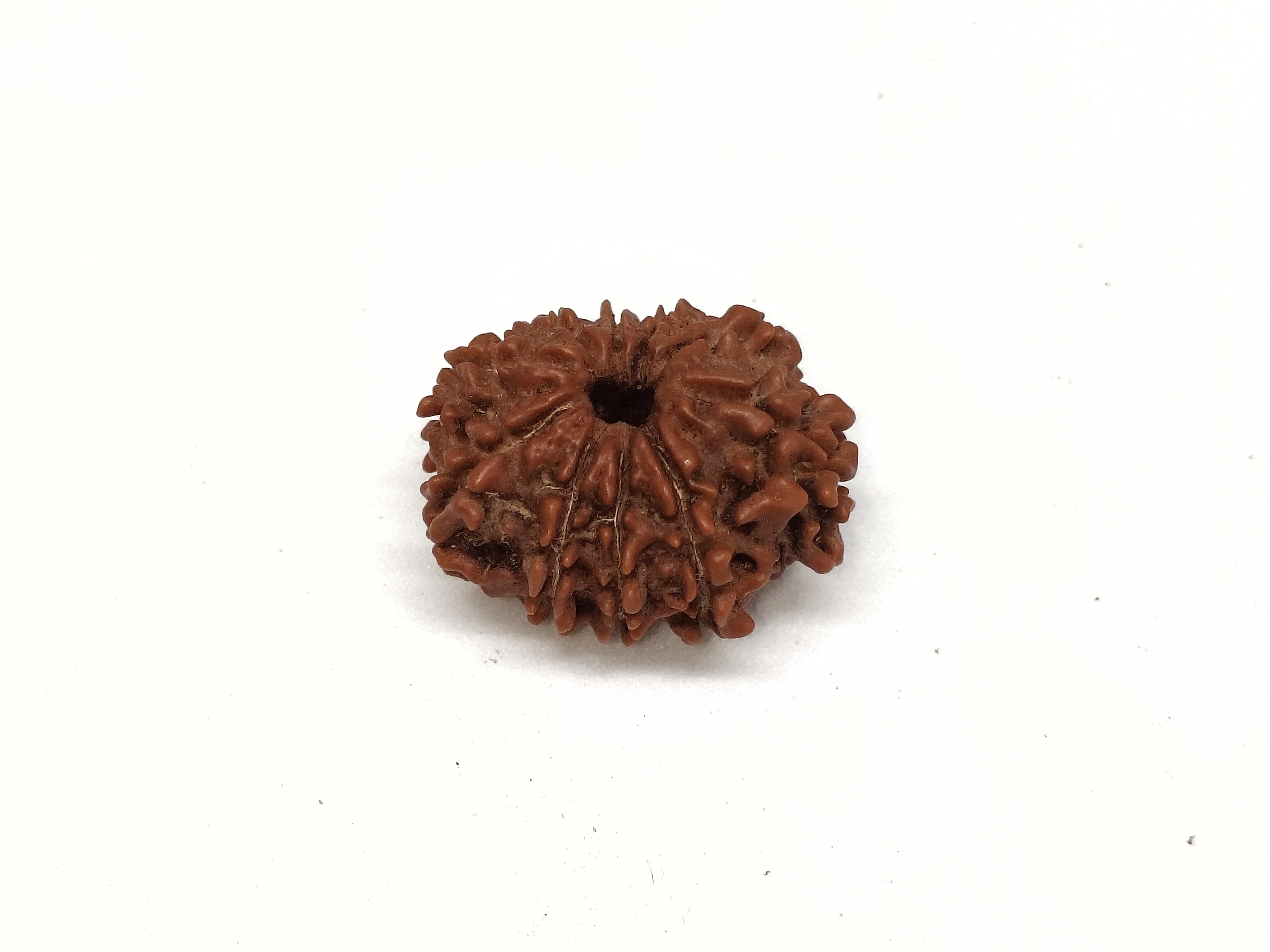 Rudraksha 10 Mukhi | Nepal Origin Rudraksha 10 Mukhi | Nepal Origin