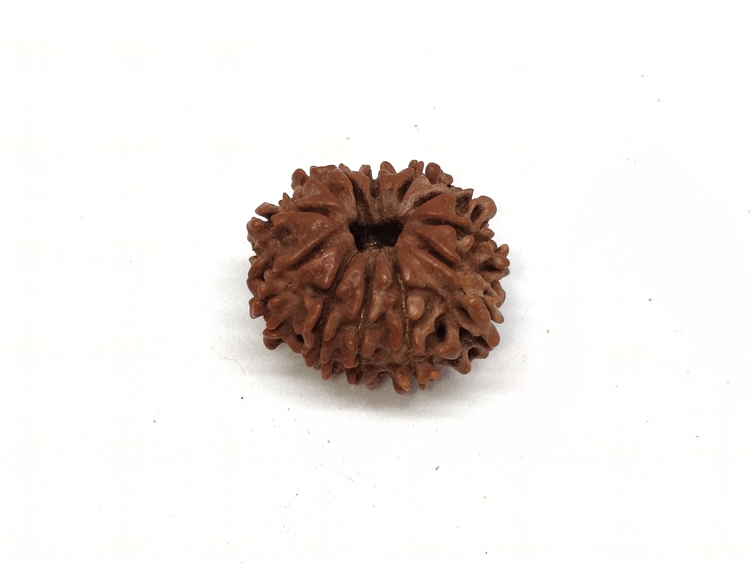 Rudraksha 12 Mukhi | Nepal Origin Rudraksha 12 Mukhi | Nepal Origin