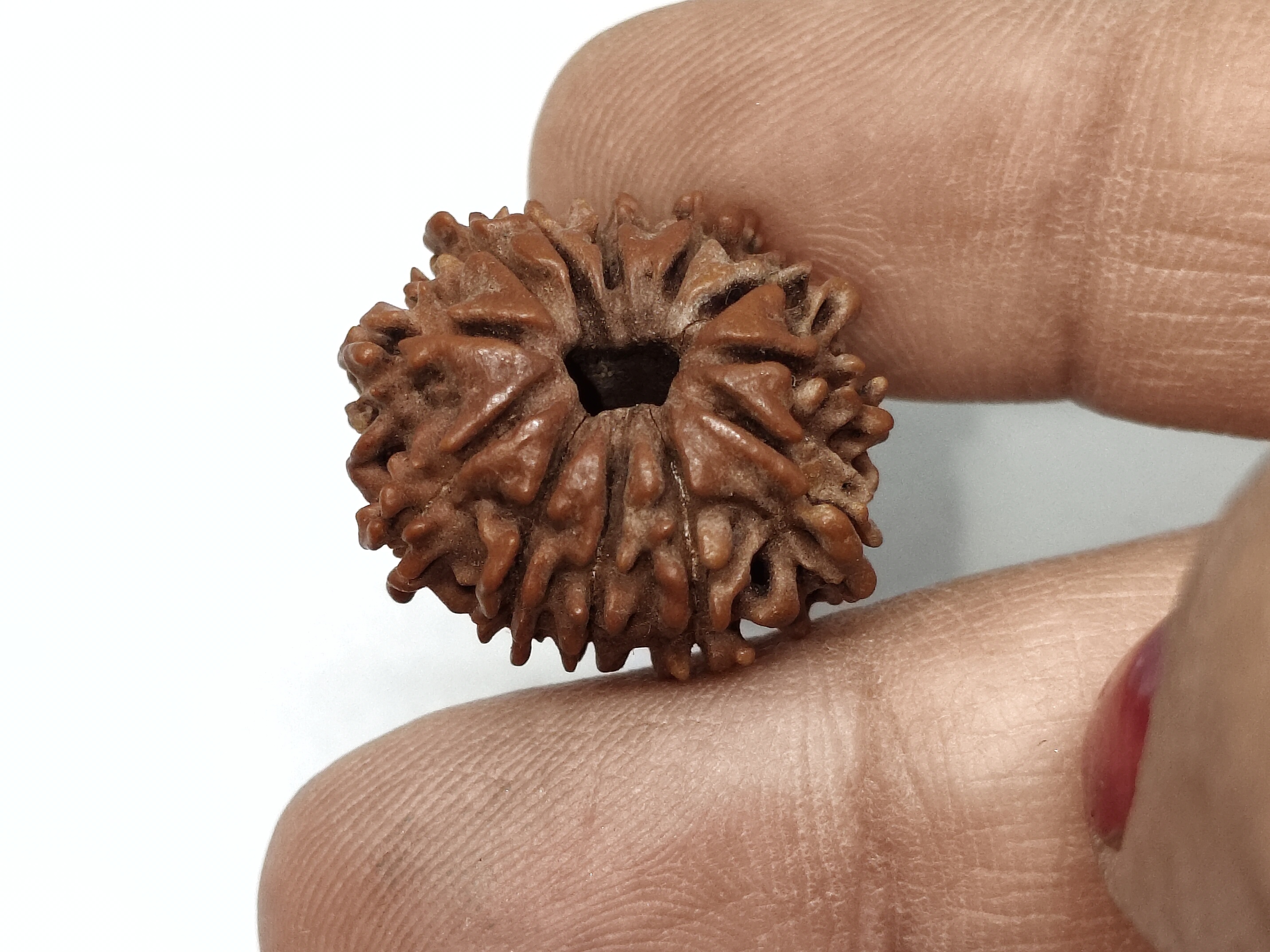 Rudraksha 12 Mukhi | Nepal Origin Rudraksha 12 Mukhi | Nepal Origin