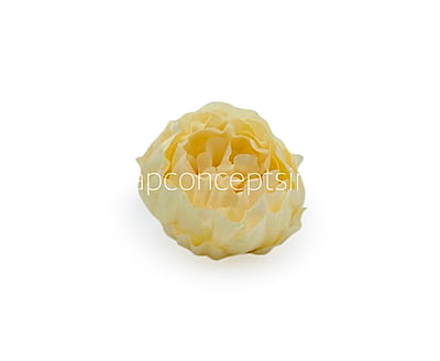 Corn Peony Corn Peony