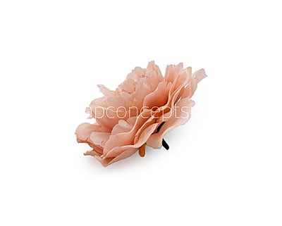 Apricot Moutan Peony Apricot Moutan Peony