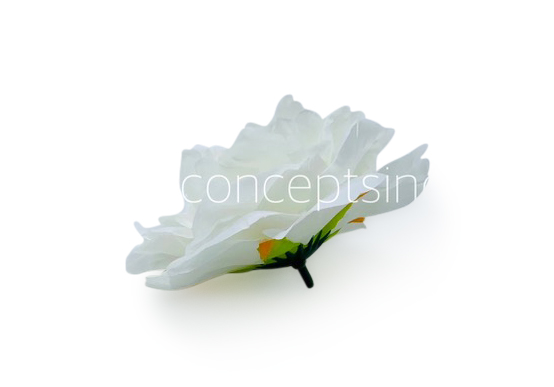 White Moutan Peony
