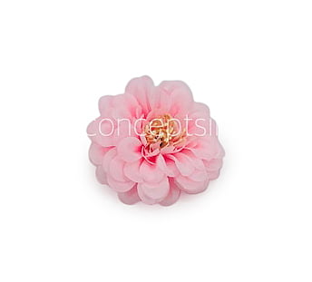 Dahlia Flower - Baby Pink Dahlia Flower - Baby Pink