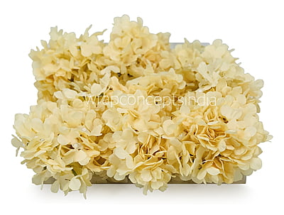 Egg Nog Hydrangeas