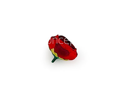 Small Peony-Red Small Peony-Red