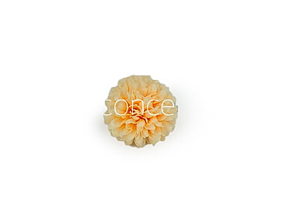 Carnation - Lemon Yellow Carnation - Lemon Yellow