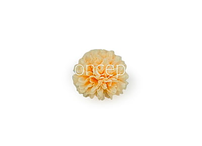 Carnation - Lemon Yellow Carnation - Lemon Yellow