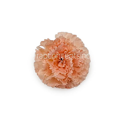 Melon Carnation Melon Carnation