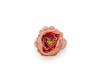 Flamingo with hints of Pink Peonies Flamingo with hints of Pink Peonies