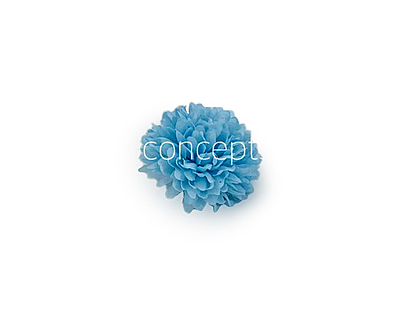 Carnation - Sky Blue Carnation - Sky Blue