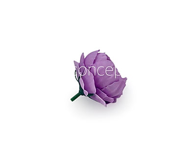 Mauve Peonies Mauve Peonies