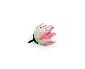 Bell Flower - White With Hits Of Pink Bell Flower - White With Hits Of Pink