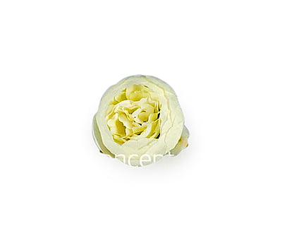 Peony - Ivory Peony - Ivory