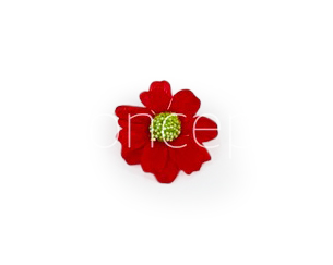Red Cosmos Flower