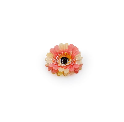 Peach with hints of Lemon Gerberas