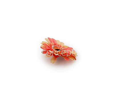 Peach with hints of Lemon Gerberas