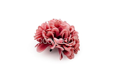 Pinkish Red Carnation Pinkish Red Carnation
