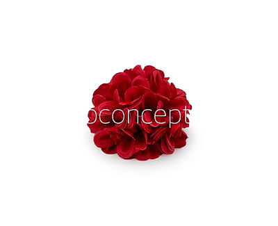Red Carnation Red Carnation
