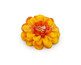 Dahlia Flower - Sunshine Yellow with hints of Orange Dahlia Flower - Sunshine Yellow with hints of Orange