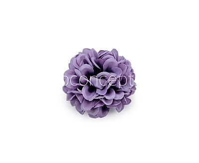 Wisteria Carnation Wisteria Carnation