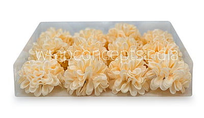 Cream Carnation Cream Carnation