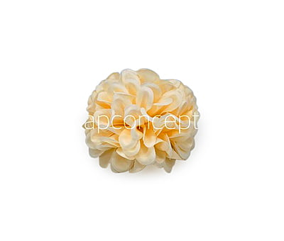 Cream Carnation Cream Carnation