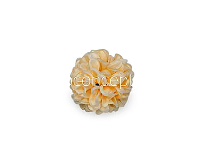 Cream Carnation Cream Carnation