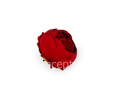 Peony - Red Peony - Red