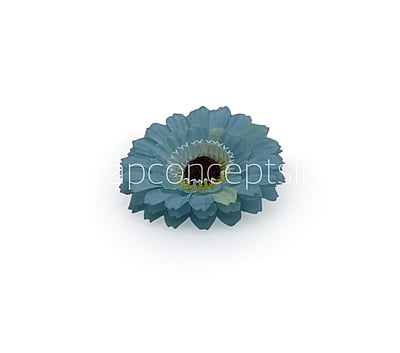 Cyan Gerberas