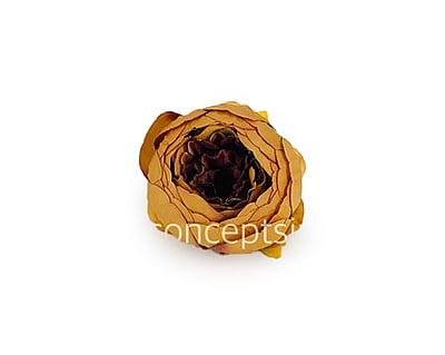 Peony - Tan Peony - Tan