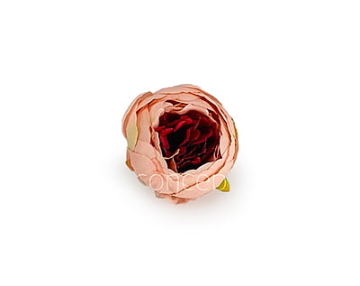 Peony - Peach with Brick Red Peony - Peach with Brick Red