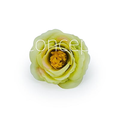 Lime Rose Flower Lime Rose Flower