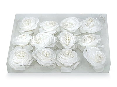 Rose Flower-White Rose Flower-White