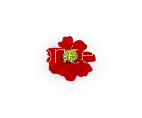 Red Cosmos Flower