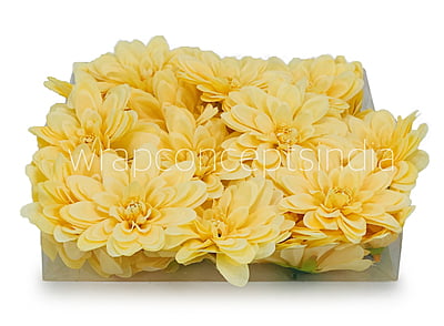 Corn Dahlias Corn Dahlias