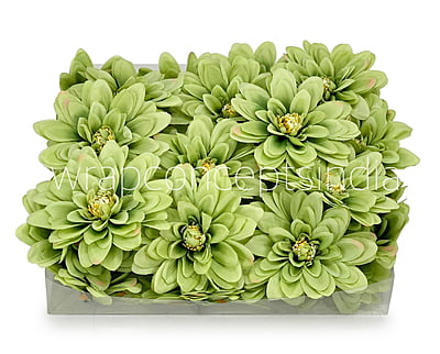 Apple Green Dahlias Apple Green Dahlias
